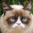 Grumpy Cat