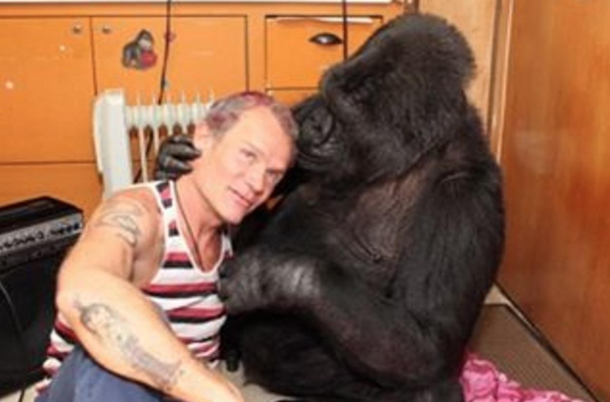 Koko The Gorilla Plays Bass With Red Hot Chili Peppers’ Flea — And It’s Amazing!