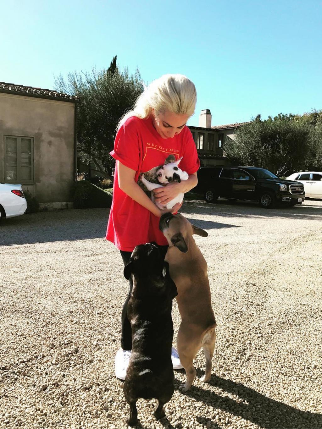 Lady Gaga Welcomes a New Family Member       '  See Her Adorable Puppy!