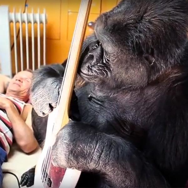 'This is the Day That I Will Never Forget': Flea Has a Jam Session with Koko the Gorilla