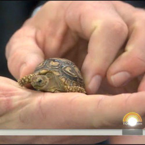 This Video of Giant John Cena Holding a Tiny Tortoise Will W