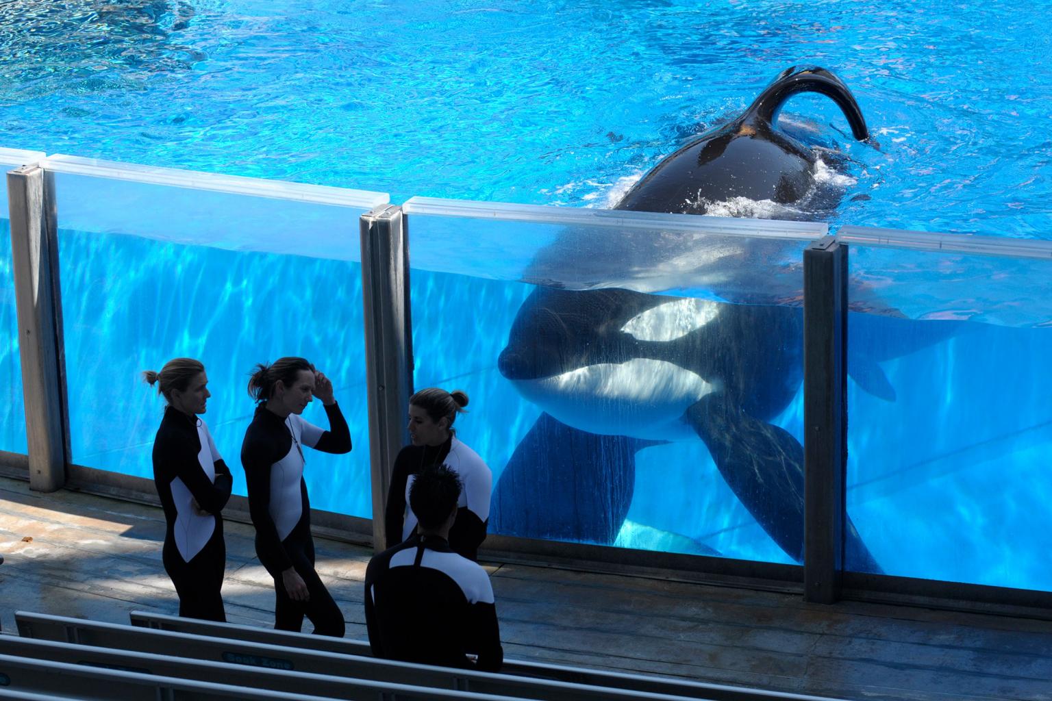 Tilikum, SeaWorld Whale that Killed Trainer, Died from Bacterial Pneumonia