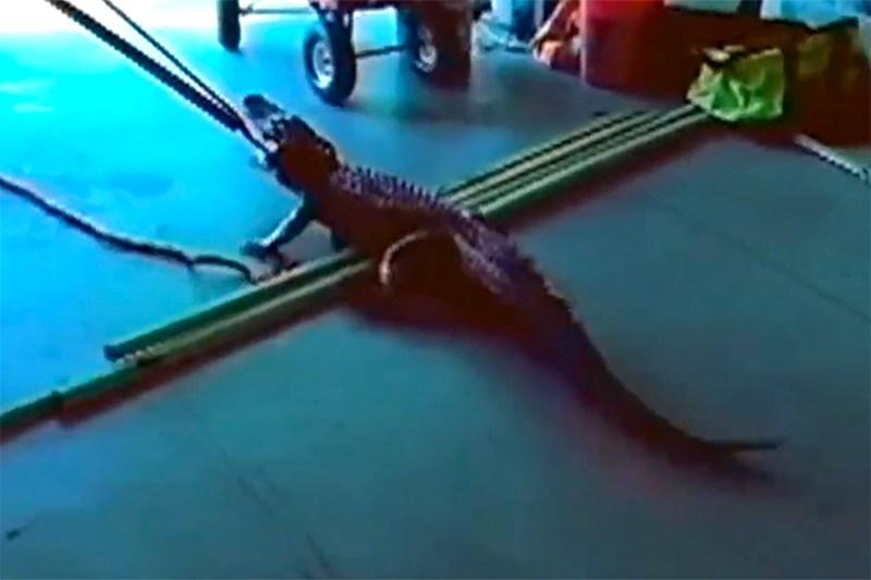 Watch: Florida Man Finds        Toy      '  Gator in Garage, Turns Out to Be Real, Live Alligator