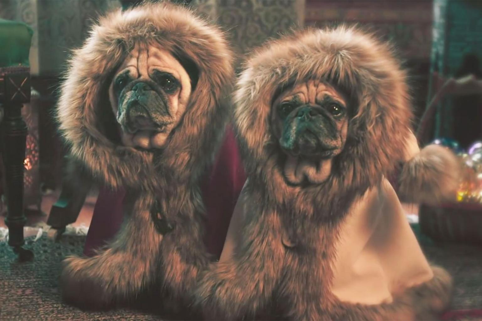 Watch: Precious Pugs Make Winter Wonderland Even More Wonderful