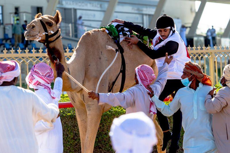 Photos: Emirati Sultan Al Shamsi dominates 6th National Day Camel